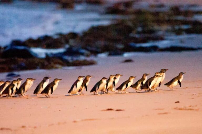 MelbournePhillip Island Tour 1 Day Tour - Transportation, Timing, and Practical Tips