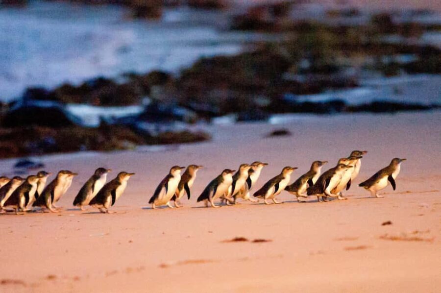 MelbournePhillip Island Tour 1 Day Tour - Transportation, Timing, and Practical Tips