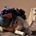 Mhamid: Experience the Route of old Caravans in the Sahara - What’s Included & What’s Not