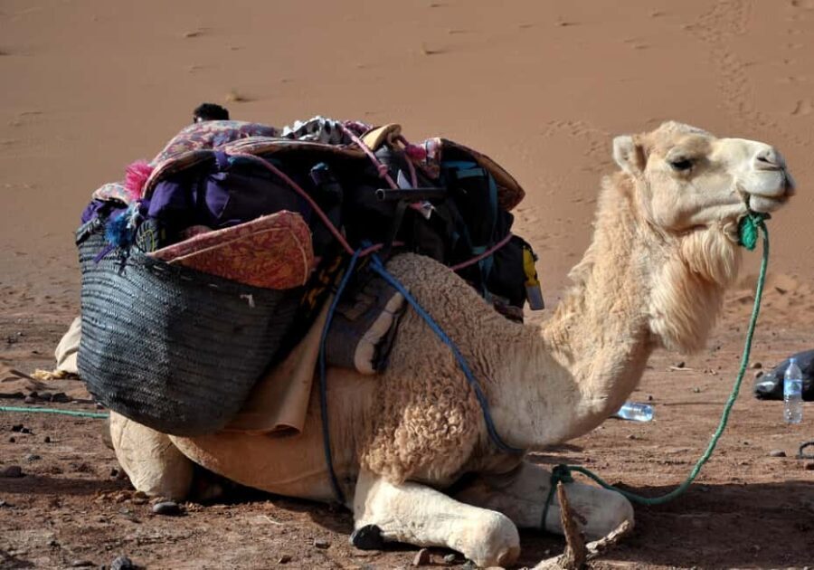 Mhamid: Experience the Route of old Caravans in the Sahara - What’s Included & What’s Not