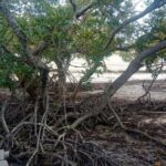 Mida Creek: Mangrove Forest and Lagoon Guided Tour Malindi - Practical Details and Experience Quality