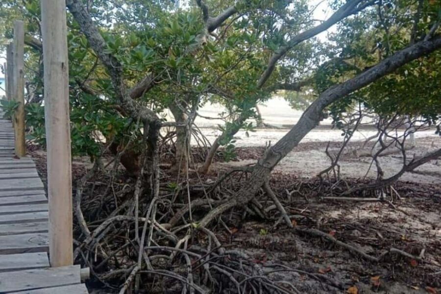 Mida Creek: Mangrove Forest and Lagoon Guided Tour Malindi - Practical Details and Experience Quality