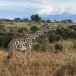 Mikumi and Nyerere National Parks 4-Day Safari - What Makes This Tour Stand Out?