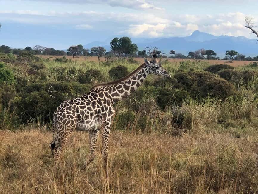 Mikumi and Nyerere National Parks 4-Day Safari - What Makes This Tour Stand Out?