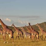 Mikumi Nationa Park include Flight with Lunch - An in-depth Look at the Mikumi Experience