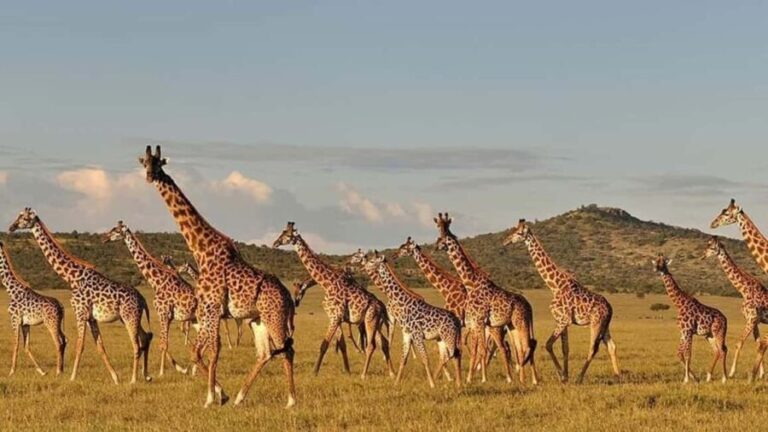 Mikumi Nationa Park include Flight with Lunch - An in-depth Look at the Mikumi Experience