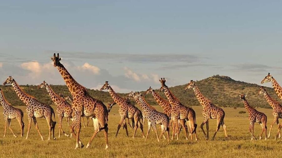 Mikumi Nationa Park include Flight with Lunch - An in-depth Look at the Mikumi Experience