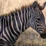 Mikumi National Park: 2 Days Camping safari - What’s Included and What to Consider
