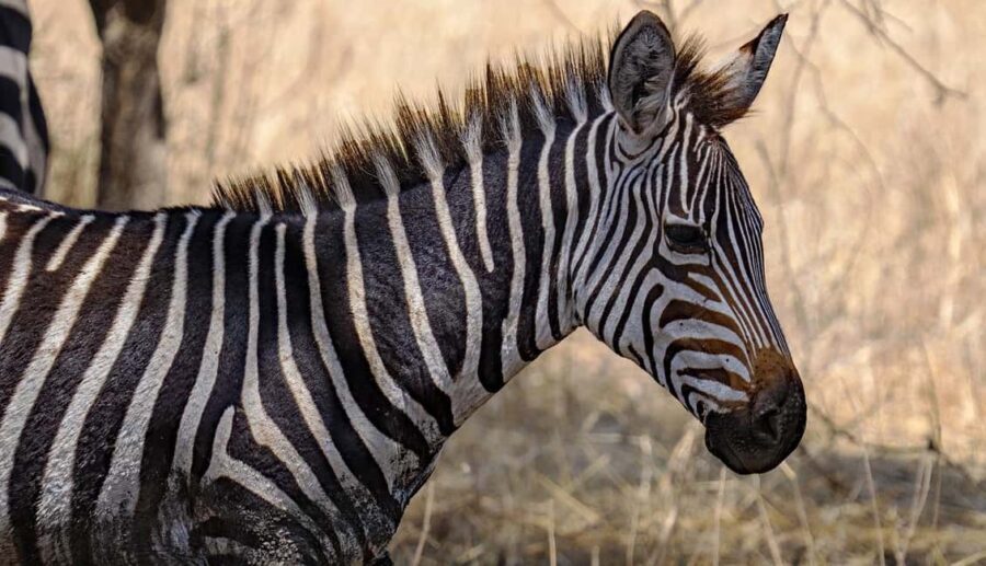 Mikumi National Park: 2 Days Camping safari - What’s Included and What to Consider