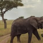 Mikumi National Park and Selous Game Reserve: 4-Day Safari - Practical Details & Insights
