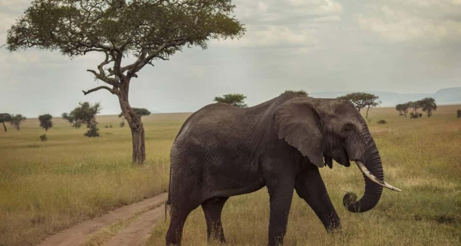 Mikumi National Park and Selous Game Reserve: 4-Day Safari - Practical Details & Insights