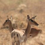 Mikumi National park Day Safari by car from Dar es salaam - A Practical Guide to the Mikumi Day Safari Experience