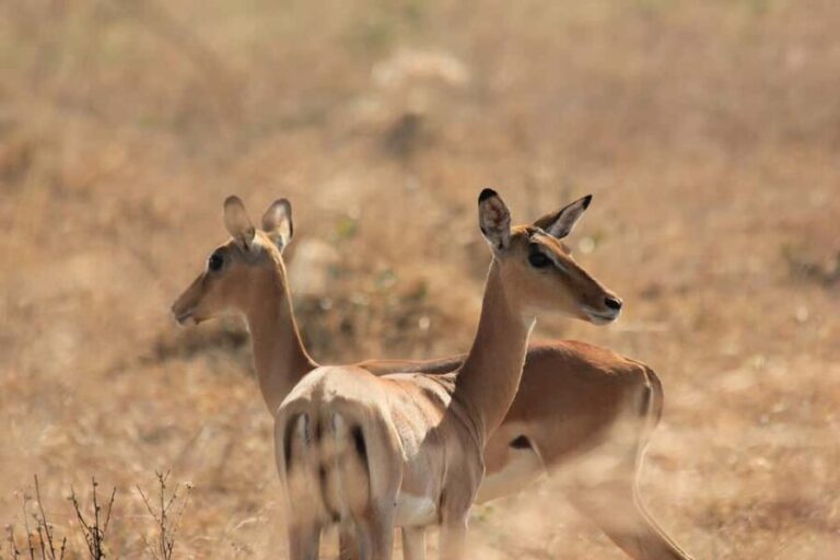 Mikumi National park Day Safari by car from Dar es salaam - A Practical Guide to the Mikumi Day Safari Experience
