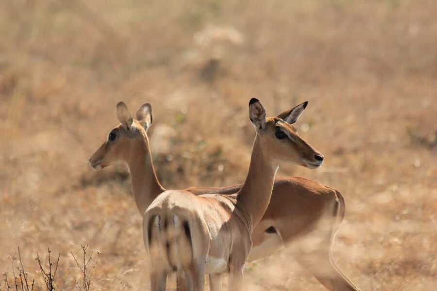 Mikumi National park Day Safari by car from Dar es salaam - A Practical Guide to the Mikumi Day Safari Experience