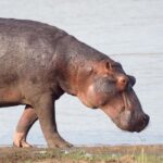 Mikumi National Park, Day Trip from Dar Es Salaam - Who Should Consider This Tour?
