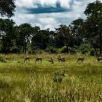 Mikumi National Park day trip safari from Zanzibar by flight - What to Expect