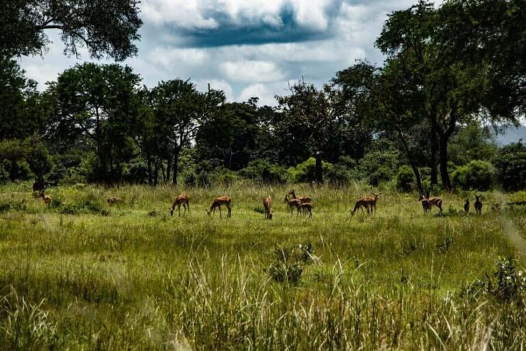 Mikumi National Park day trip safari from Zanzibar by flight - What to Expect