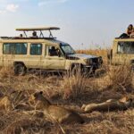 Mikumi National Park: Guided Safari Tour - The Value and Practical Aspects