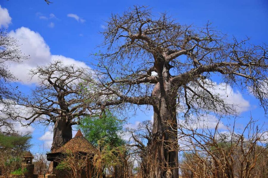Mikumi National Park & Udzungwa Waterfalls 4-Day Tour - Unpacking the Experience: Day-by-Day Breakdown