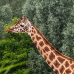 Mikumi Np Cheap & Luxury safari 2 Days From: Dar es salaam - What to Expect on Your 2-Day Mikumi Safari