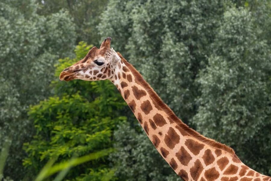 Mikumi Np Cheap & Luxury safari 2 Days From: Dar es salaam - What to Expect on Your 2-Day Mikumi Safari