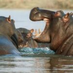 Mikumi Safari, Chizua Waterfalls & Maasai Village 3-Day Tour - What Makes This Tour Stand Out