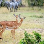 Mikumi & Udzungwa: 4-Day Safari from Zanzibar of Daressalaam - The Scenic Trek to Sanje Waterfalls in Udzungwa