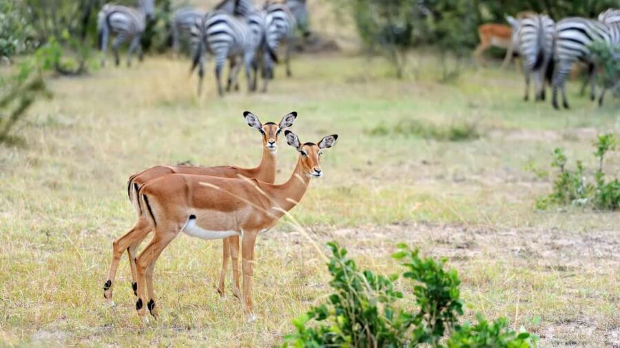 Mikumi & Udzungwa: 4-Day Safari from Zanzibar of Daressalaam - The Scenic Trek to Sanje Waterfalls in Udzungwa