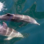 Milford Sound: Nature Cruise - Grand Views & Optional Lunch - Why the boat design matters