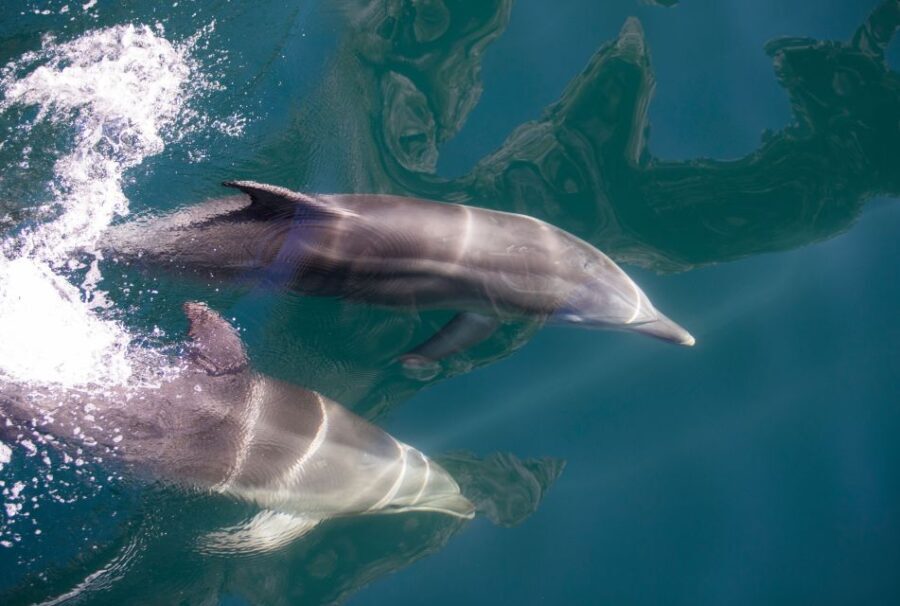 Milford Sound: Nature Cruise - Grand Views & Optional Lunch - Why the boat design matters