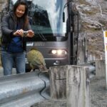 Milford Sound Premium Day Tour and Cruise from Te Anau - Practical Considerations