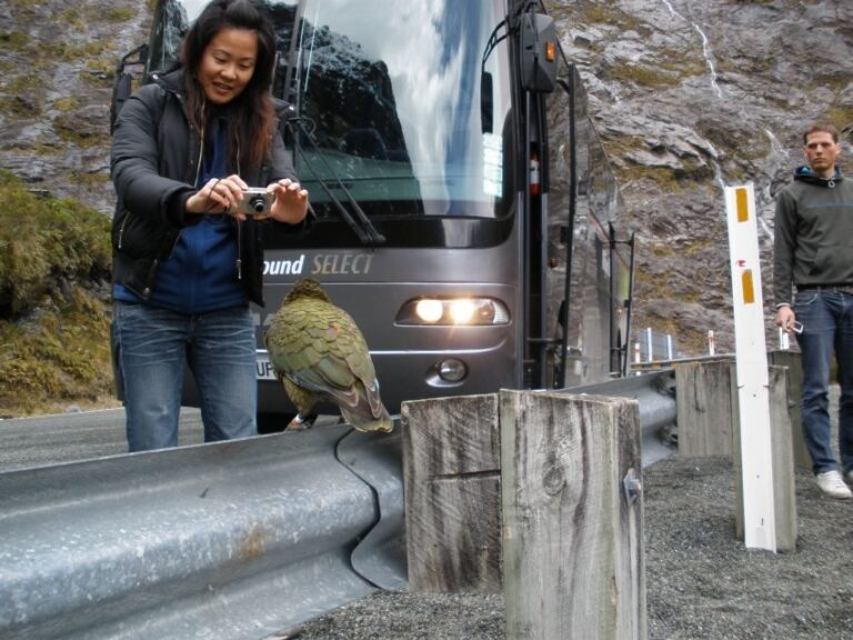Milford Sound Premium Day Tour and Cruise from Te Anau - Practical Considerations
