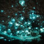 Milky Way Glowworm Cave Tour - An In-Depth Look at the Milky Way Glowworm Cave Tour