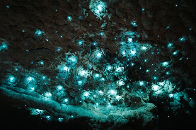 Milky Way Glowworm Cave Tour - An In-Depth Look at the Milky Way Glowworm Cave Tour