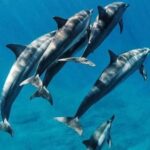 Mnemba: African Maldives Dolphin, Snorkeling + lunch option - Lunch and Relaxation on the Beach