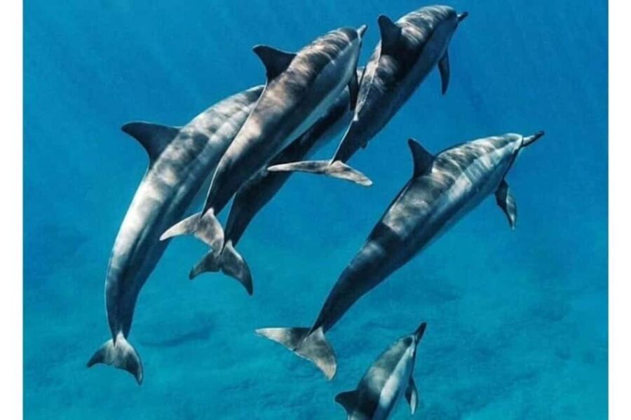 Mnemba: African Maldives Dolphin, Snorkeling + lunch option - Lunch and Relaxation on the Beach