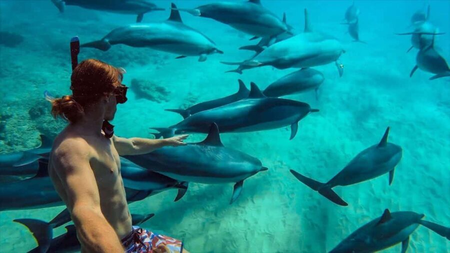MNEMBA : AFRICAN MALDIVES DOLPHIN TOUR & SNORKLING - What Makes This Tour Special?