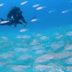 Mnemba atoll snorkeling - What’s Included & What to Keep in Mind