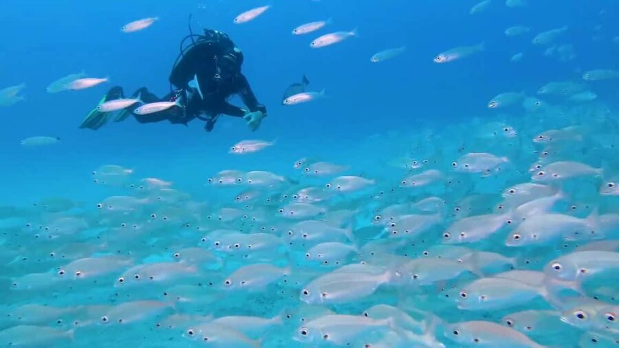 Mnemba atoll snorkeling - What’s Included & What to Keep in Mind