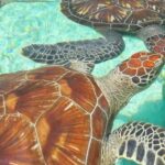 MNEMBA: Dolphin, Snorkeling &Nungwi Seaturtles Sentuary tour - Practical Details and Tips