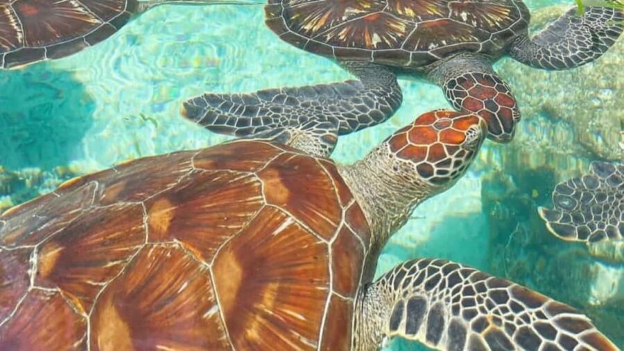MNEMBA: Dolphin, Snorkeling &Nungwi Seaturtles Sentuary tour - Practical Details and Tips