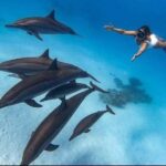 Mnemba: Dolphin Swim & Snorkeling Adventure Day Trip - Itinerary Breakdown
