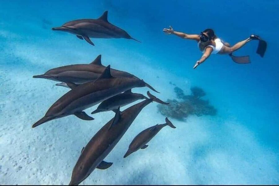 Mnemba: Dolphin Swim & Snorkeling Adventure Day Trip - Itinerary Breakdown
