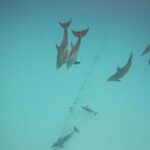MNEMBA DOLPHIN TOUR, SPICE FARM TOUR & THE LAGOON AQUARIUM - Why This Tour Offers Great Value