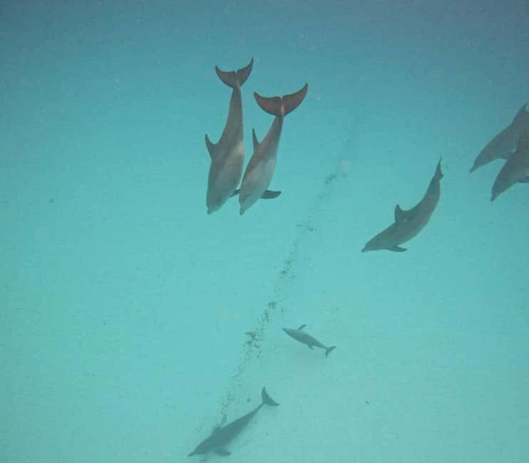 MNEMBA DOLPHIN TOUR, SPICE FARM TOUR & THE LAGOON AQUARIUM - Why This Tour Offers Great Value