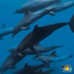 Mnemba Dolphins Tour, Jozani Forest and The Rock Restaurant - Practical Details and What to Expect
