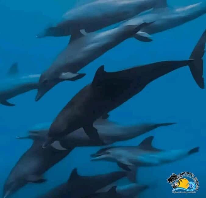 Mnemba Dolphins Tour, Jozani Forest and The Rock Restaurant - Practical Details and What to Expect