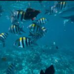 Mnemba Island: Dolphin Swim & Snorkeling with Lunch Option - The Practicalities