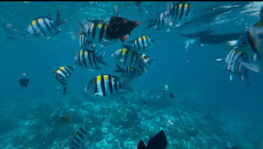 Mnemba Island: Dolphin Swim & Snorkeling with Lunch Option - The Practicalities