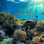 Mnemba island Dolphin tour, snorkeling with options of lunch - An In-Depth Look at the Mnemba Island Dolphin Tour